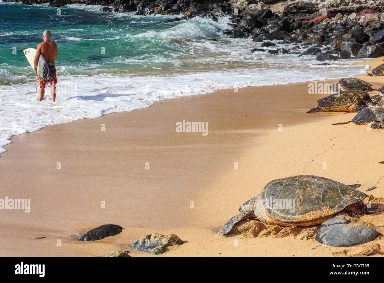 Hawaiianische Grüne Meeresschildkröten ruhen am Hookipa Beach, wie Surfer ins Meer geht Stockfoto