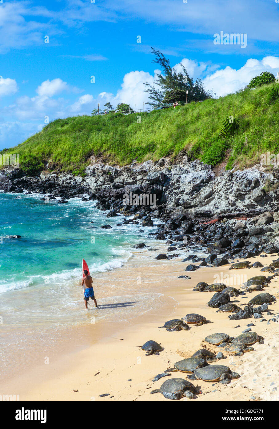 Hawaiianische Grüne Meeresschildkröten Rest am Hookipa Beach während Surfer bereitet sich auf das Meer Stockfoto