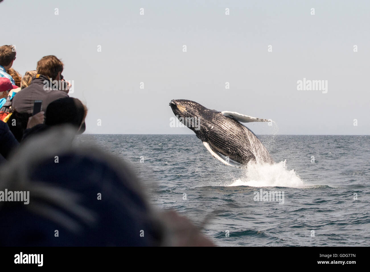 Whale Watching mit Menschen in der Nähe von Stellwagen Bank und Cape Cod. Buckelwale (Megaptera novaeangliae) Verletzung, springen. Stockfoto