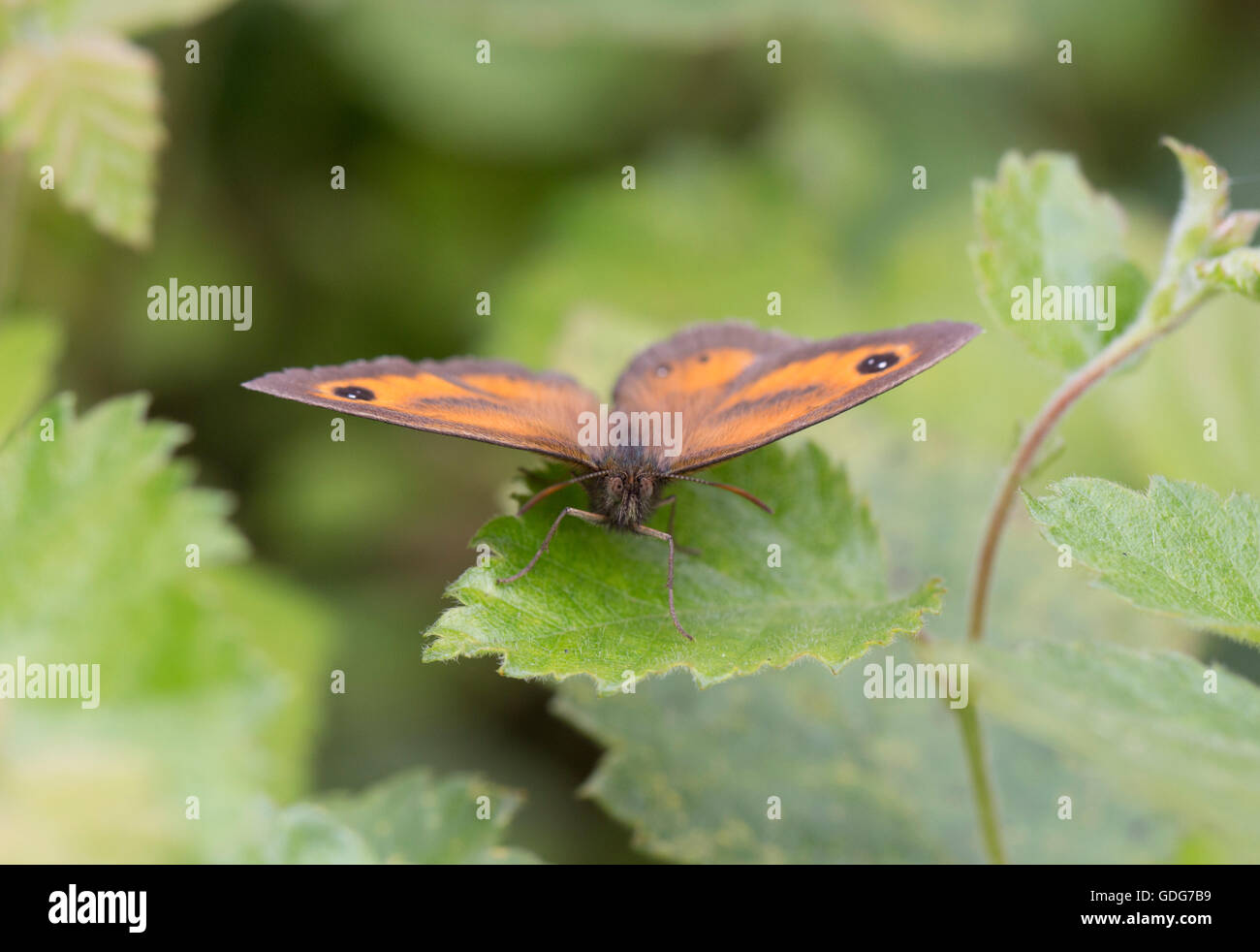 Gatekeeper Schmetterling in Dorset Stockfoto