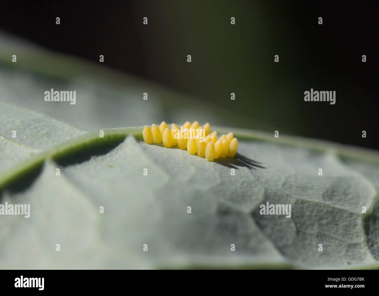 Großer weißer Schmetterling Eiablage auf Brokkoli Stockfoto