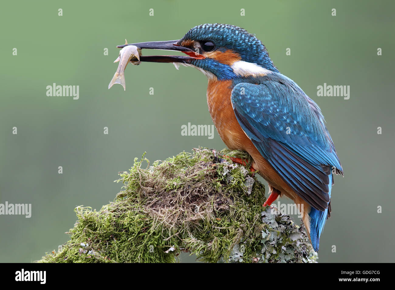 Wilde Eisvogel (Alcedo Atthis) Porträt mit grünem Hintergrund. In Schottland getroffen. Stockfoto