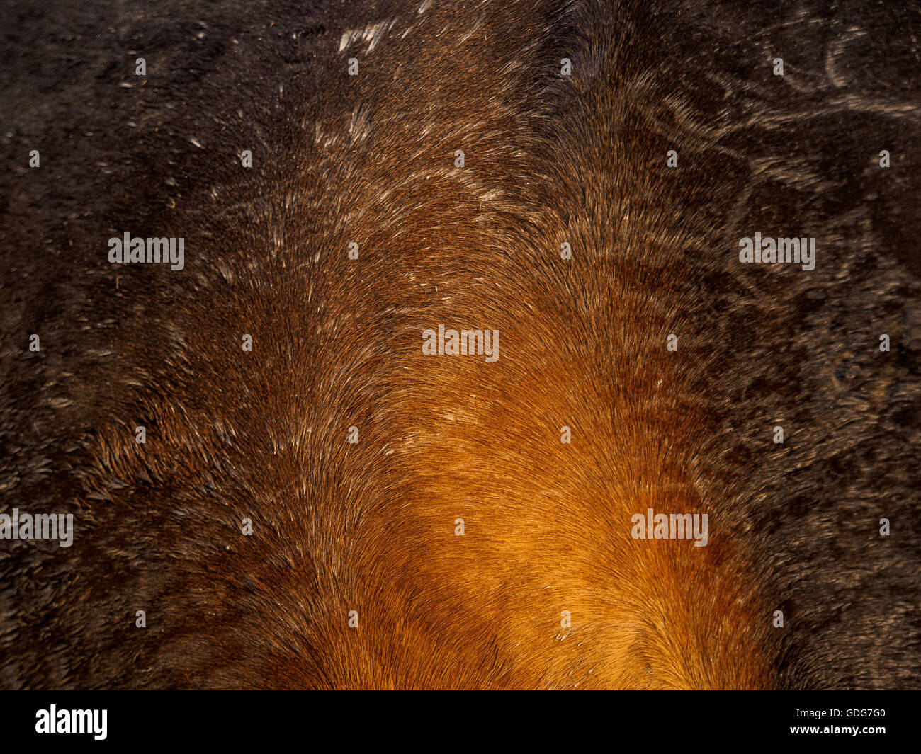 Nahaufnahme von Pferdehaar. Stockfoto Nahaufnahme von Pferdehaar. Stockfoto