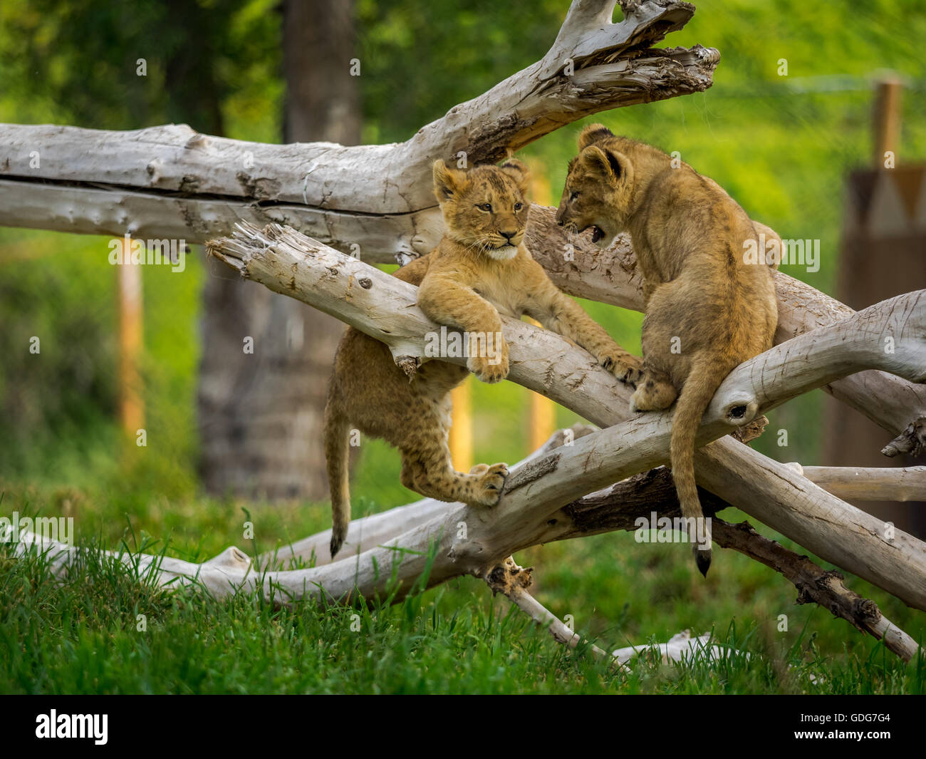 Zwei Löwenbabys spielen in einen umgestürzten Baum. Stockfoto