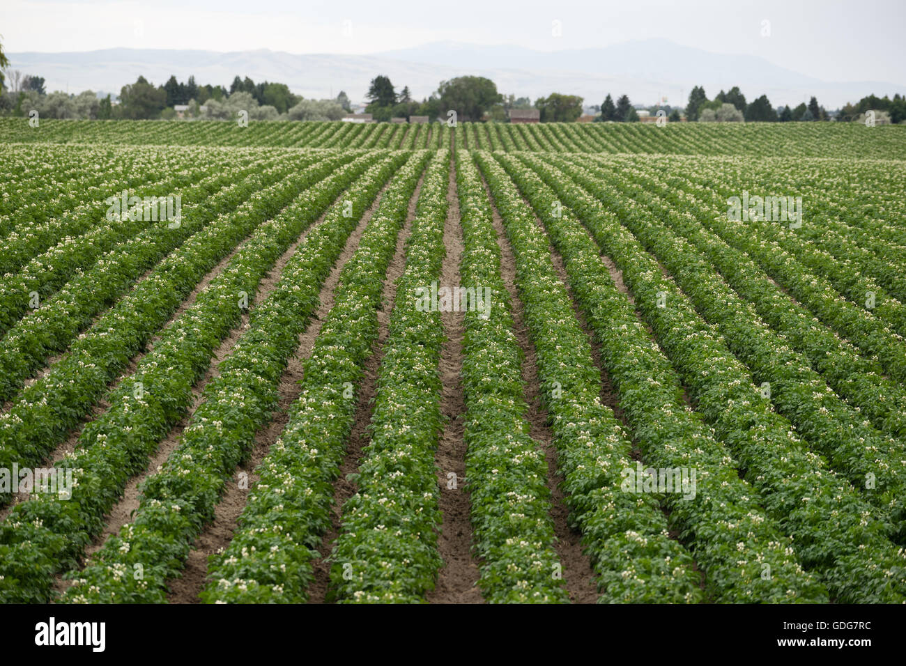 Kartoffelpflanzen wachsen Idaho-Bauernhof-Landwirtschaft-Food-Kultur Stockfoto