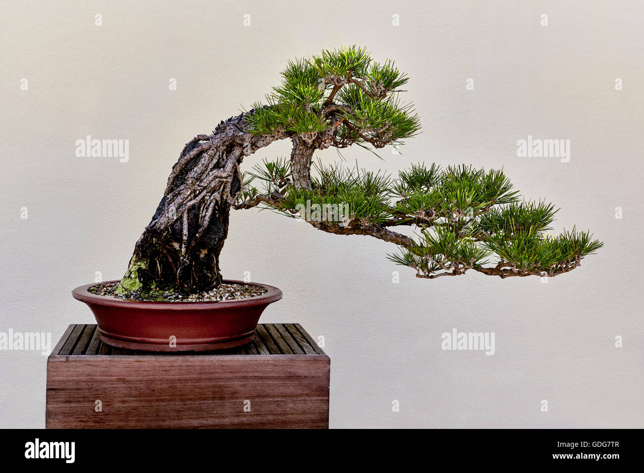 bambus pflanzen obi Nerium Oleander Bonsai - 160cm