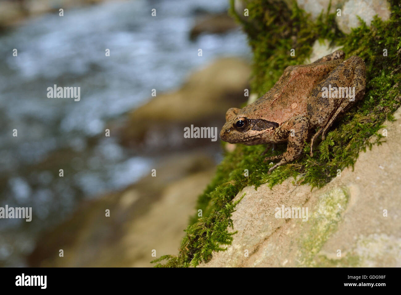 Springfrosch, Rana Dalmatina, Ranidae, Tal des Flusses Aniene, Subiaco, Latium, Italien Stockfoto