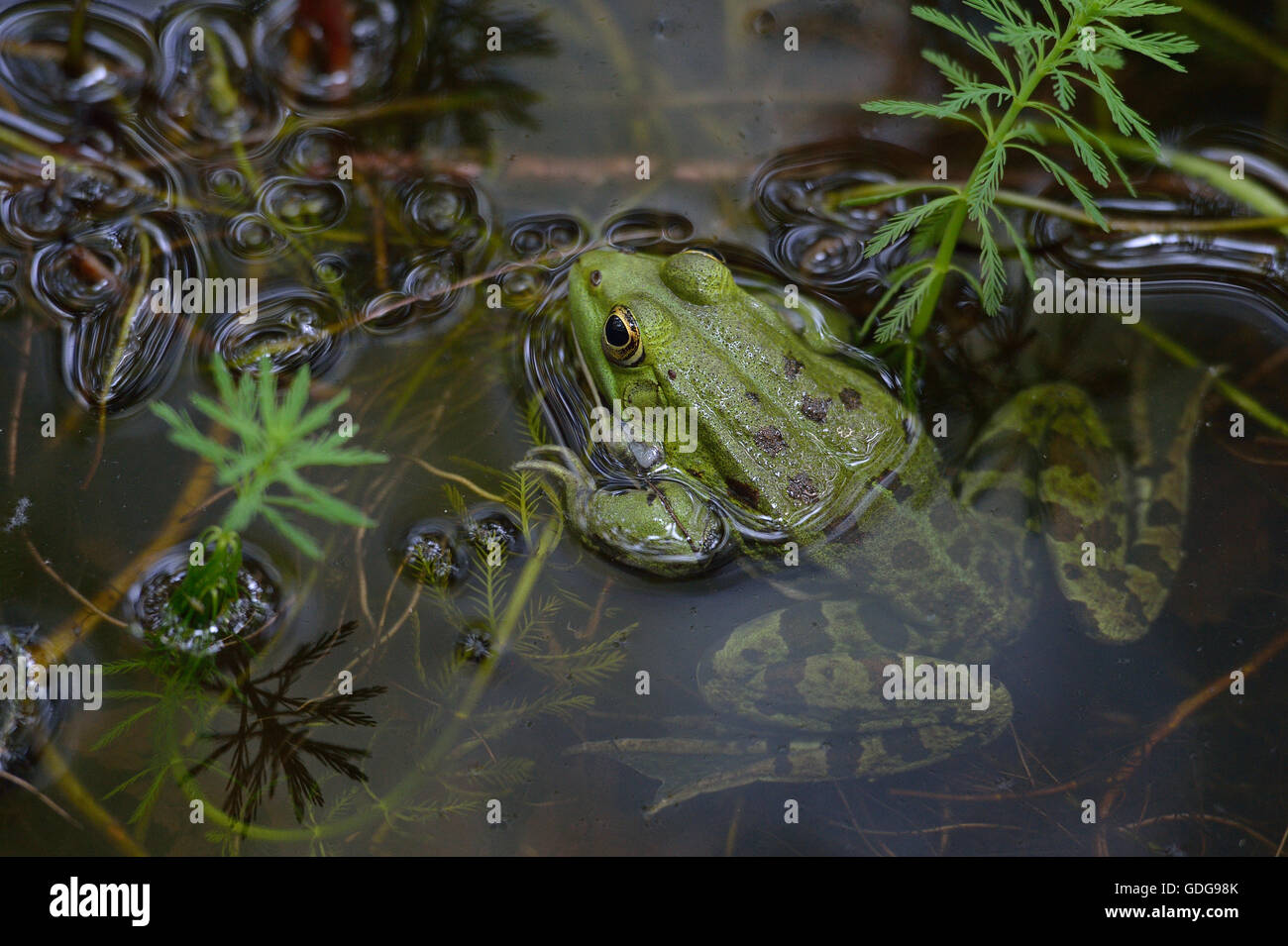 Essbare Frosch, außer Esculentus, Ranidae, Formello, Lazio Rom, Italien Stockfoto