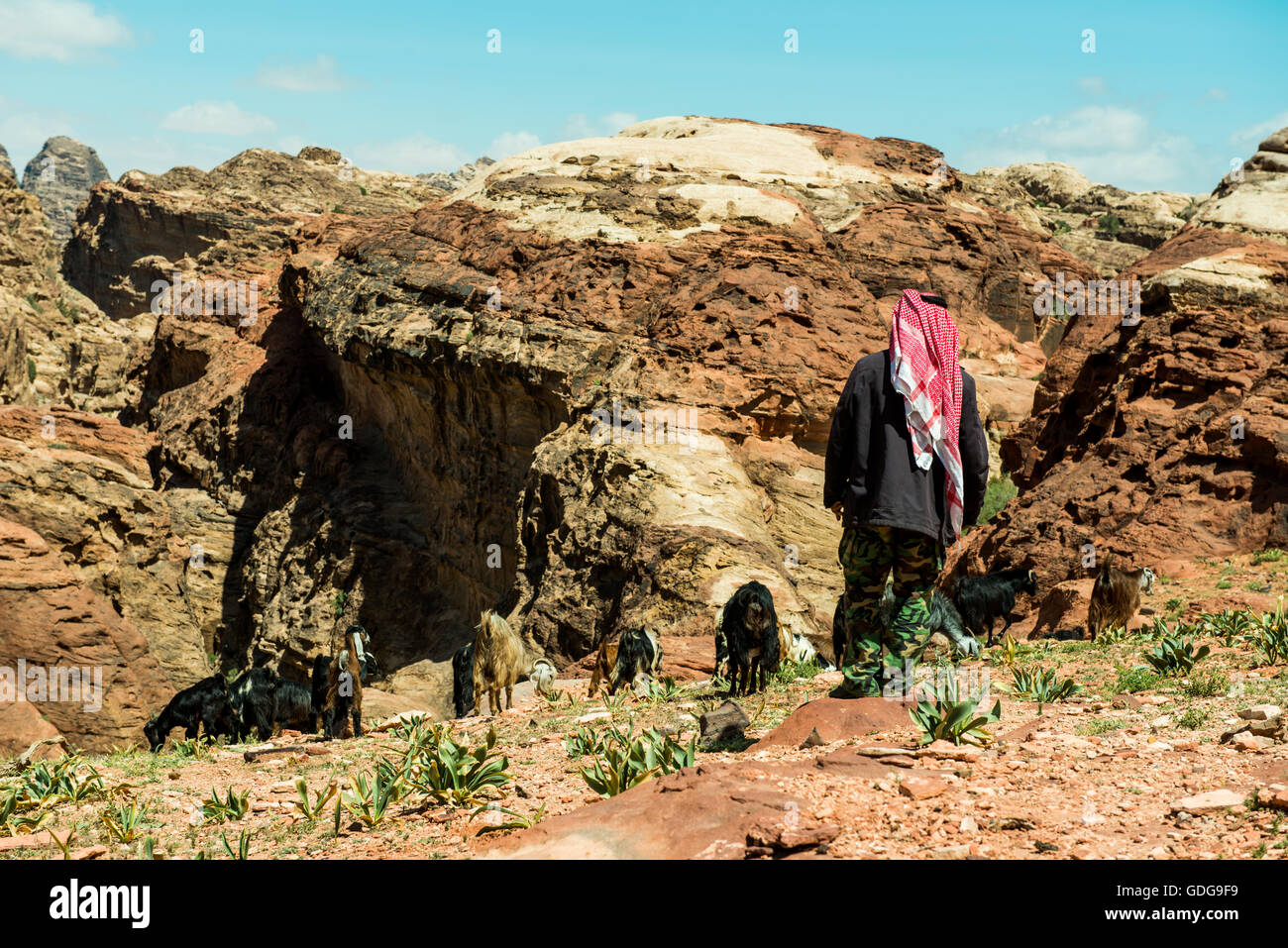 Ein Ziegenhirte Beduinenstämme durchzieht die Rasen-Pflaster in Petra, Jordanien seine Ziegen. Stockfoto