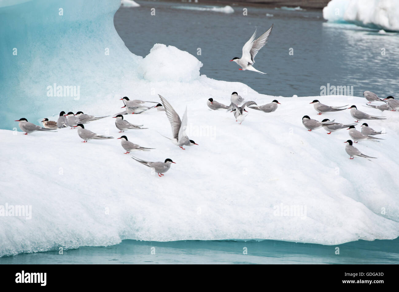 Island: Einzelheiten über das Eis, Eisberge in der Gletscherlagune Jökulsárlón, ein Gletschersee im Vatnajökull-Nationalpark Stockfoto