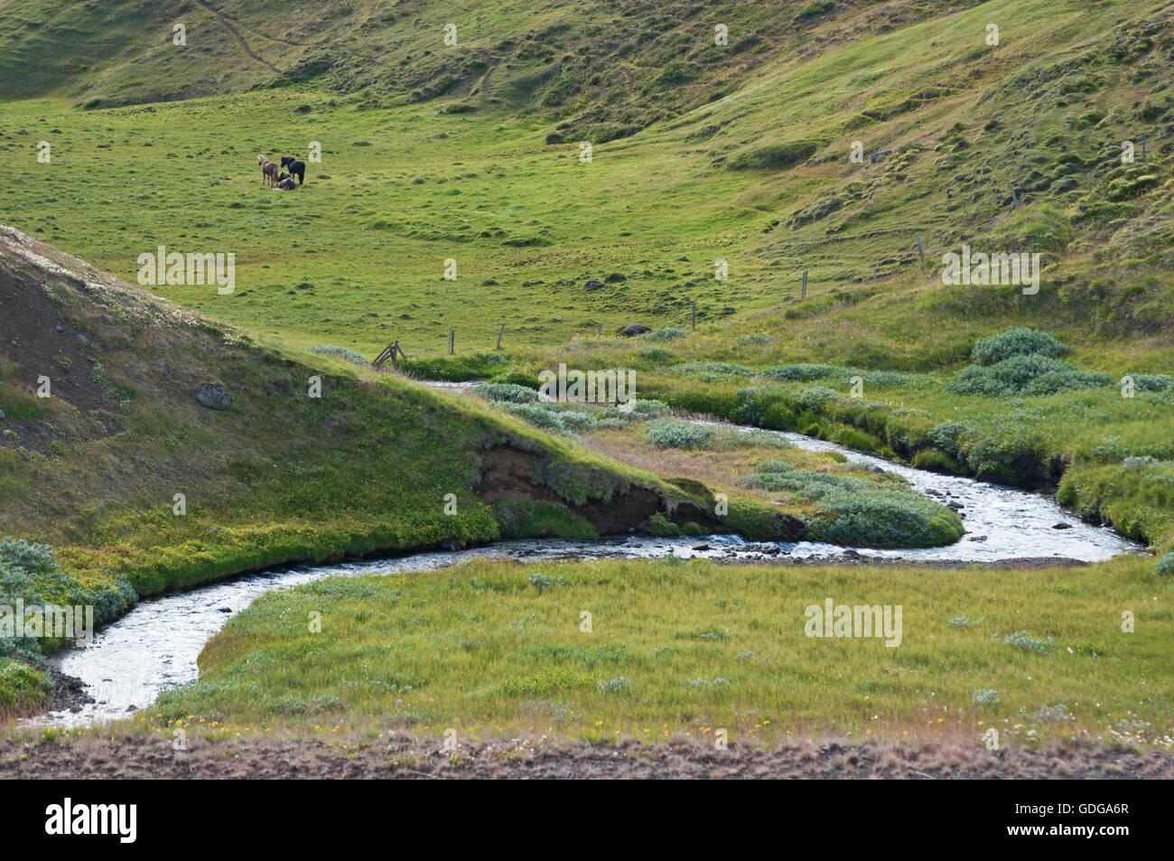 Island: Landschaft an den Ufern des Fluss Lagarfljot int er Landschaft von Egilsstadir, die größte Siedlung der Region Ost Stockfoto