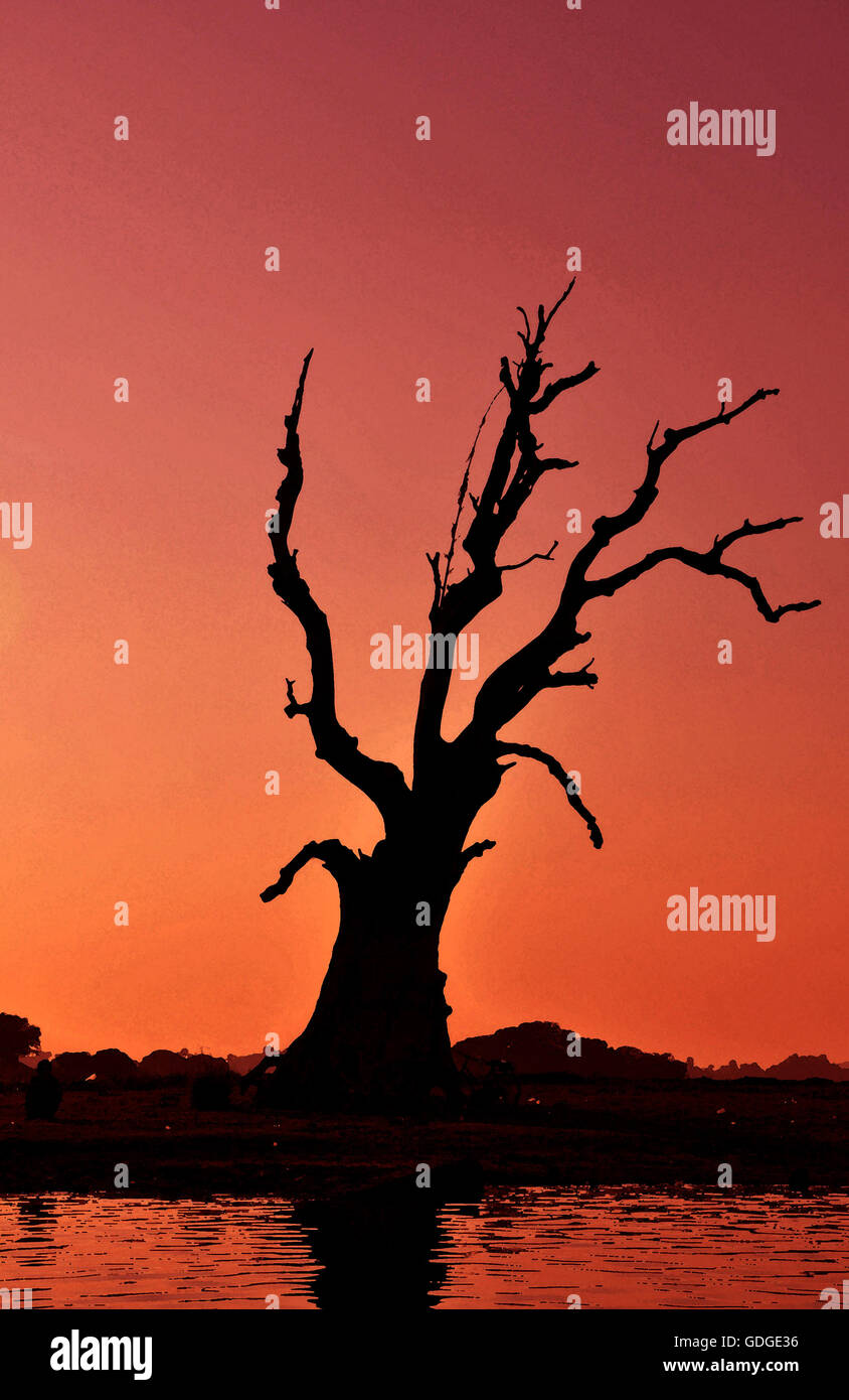 Silhouette des Baumes, Taungthaman-See, in der Nähe von Amarapura, Myanmar Stockfoto
