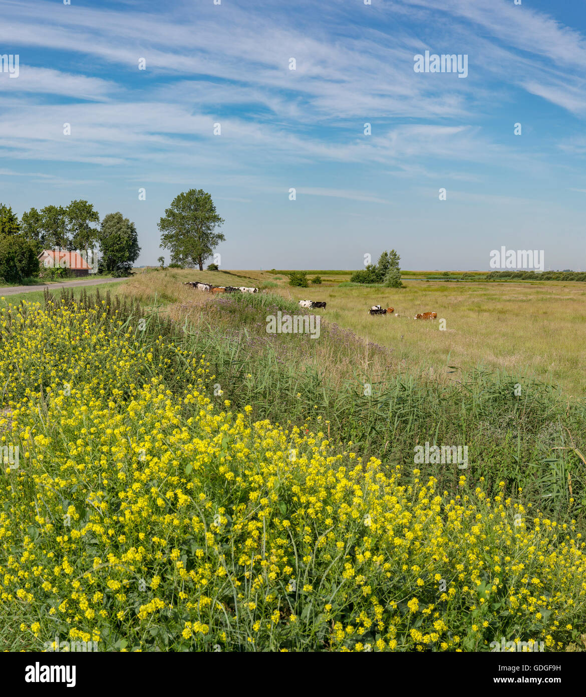 Anna Jacobapolder, Zeeland, Bauernhof mit Kühen in der Nähe von einem Deich Stockfoto