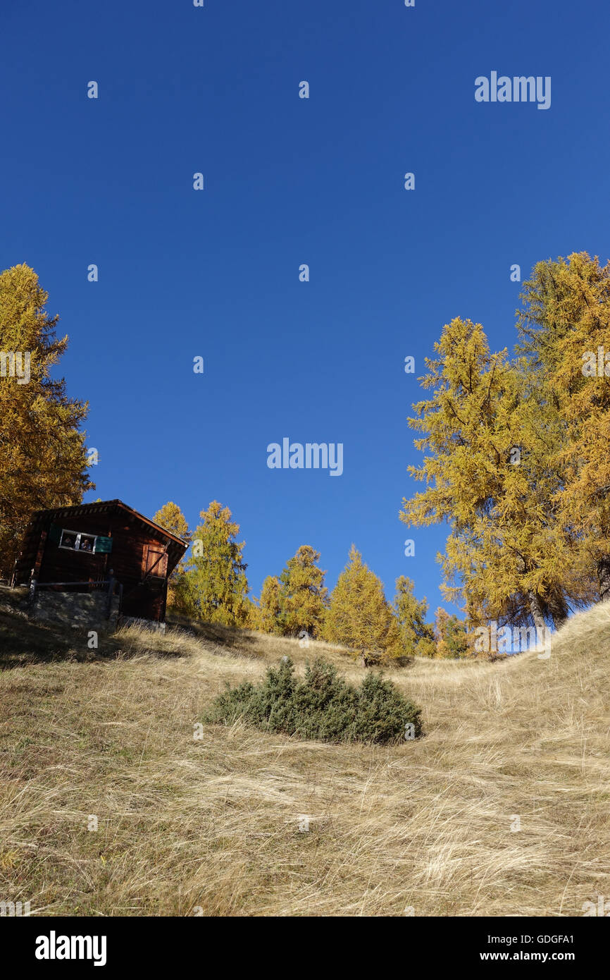 Schweiz, Europa, Wallis, Goms, Münster, Oberwalliser, Holz, Wald, Lärchen, Alp, Chalet, Herbst Stockfoto