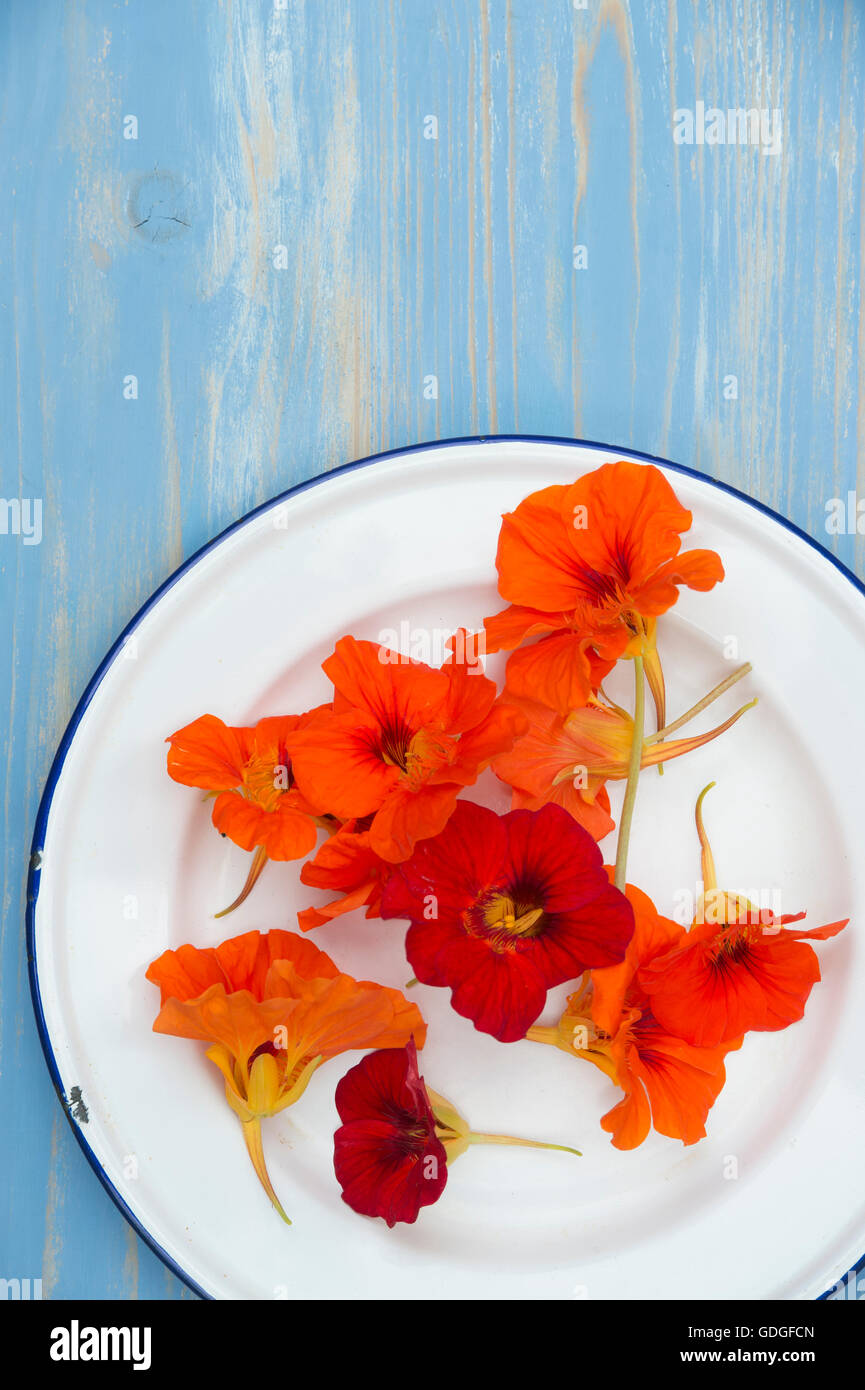 Tropaeolum Majus. Essbare Kapuzinerkresse Blüten auf einem Emaille Teller. Essbare Blumen Stockfoto