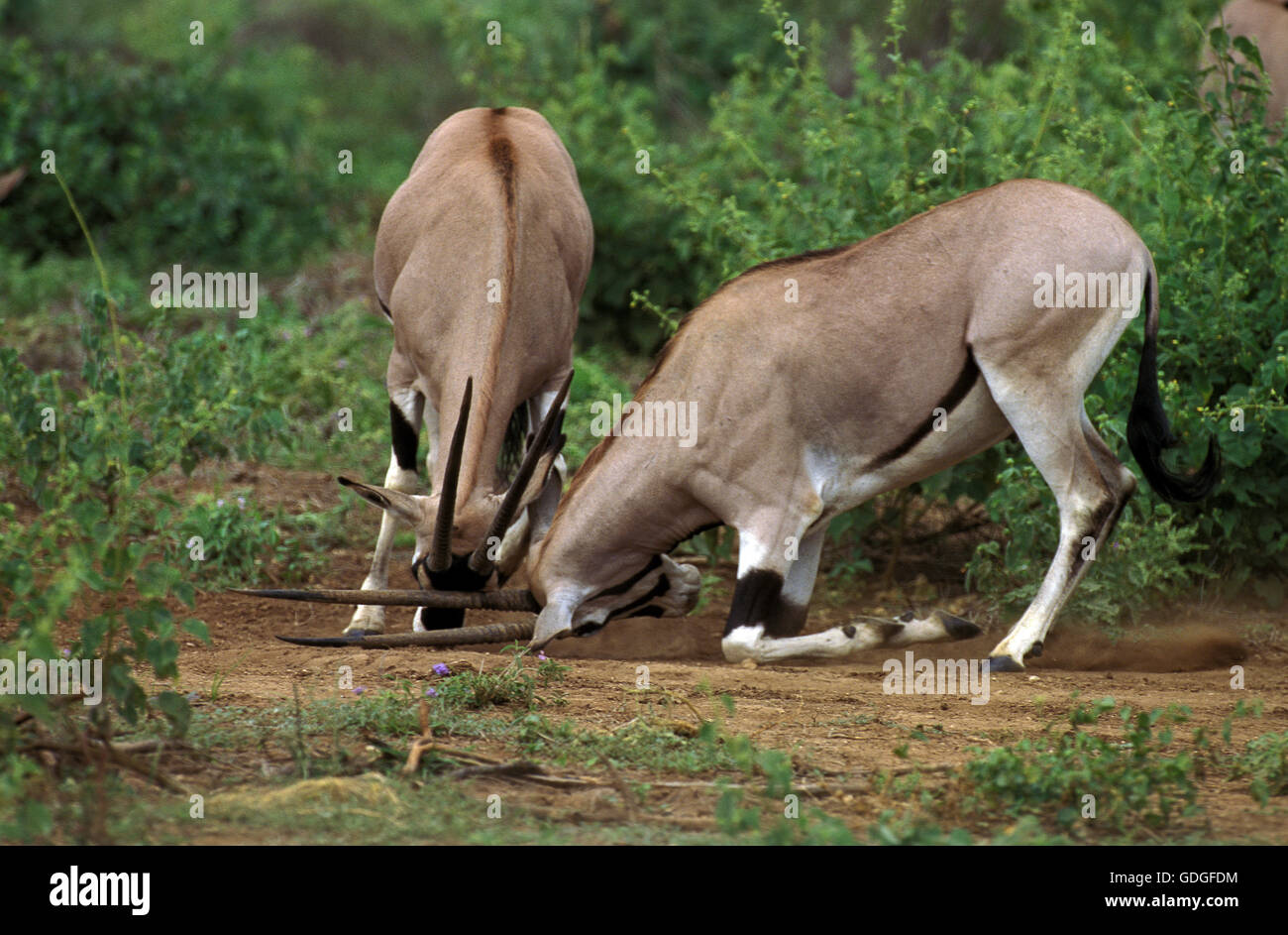Beisa Oryx, Oryx Beisa, Männchen kämpfen, Kenia Stockfoto