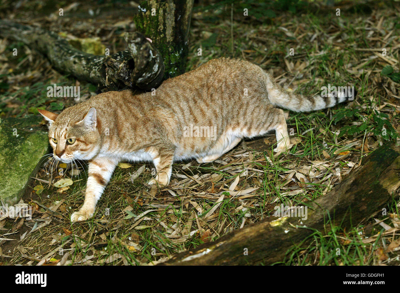 AFRIKANISCHE Wildkatze Felis Silvestris Lybica, Erwachsene Stockfoto