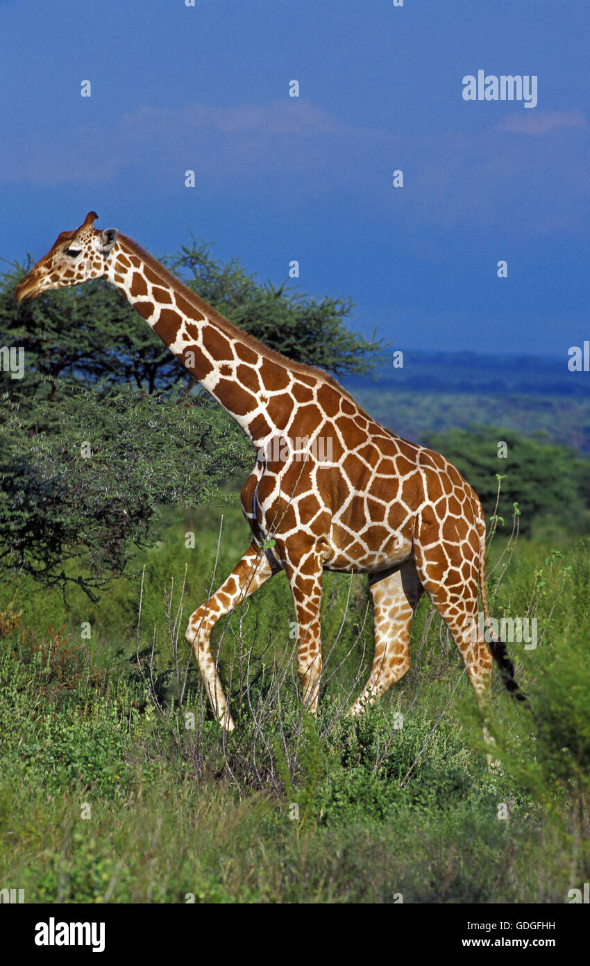 Netzartige Giraffe Giraffa Plancius Reticulata, Samburu Park in Kenia Stockfoto