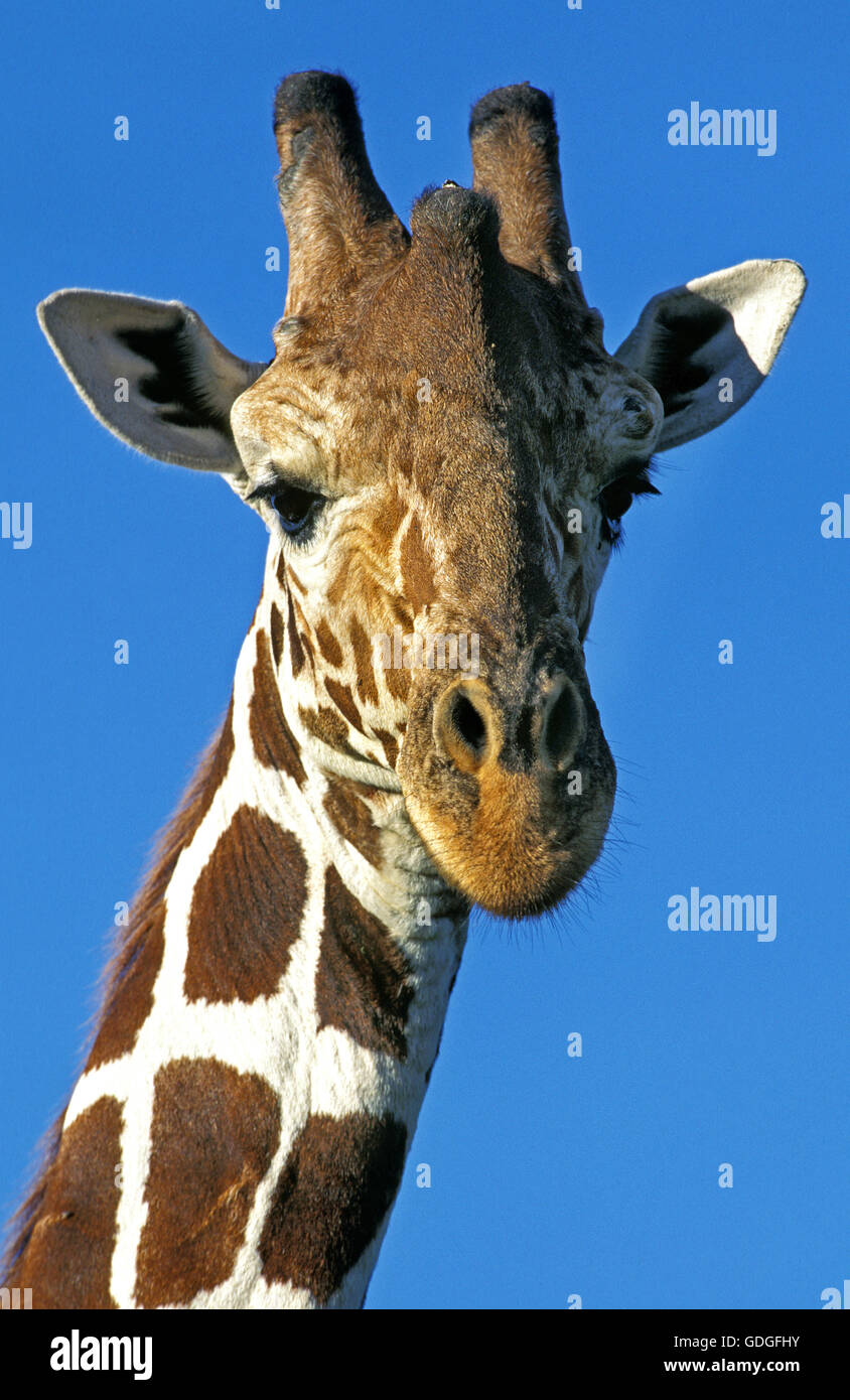 Netzartige Giraffe Giraffa Plancius Reticulata, Porträt von Erwachsenen, Samburu Park in Kenia Stockfoto