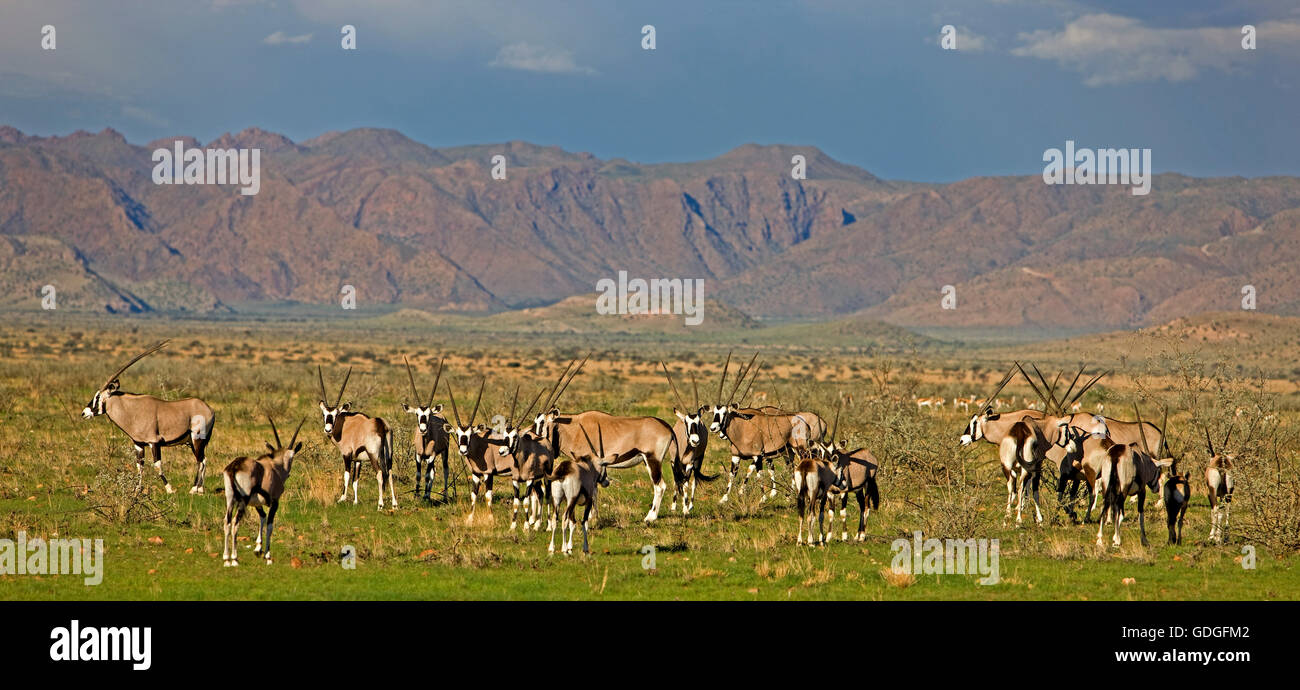Gemsbock, Oryx Gazella, Herde im Namib-Naukluft-Park in Namibia Stockfoto