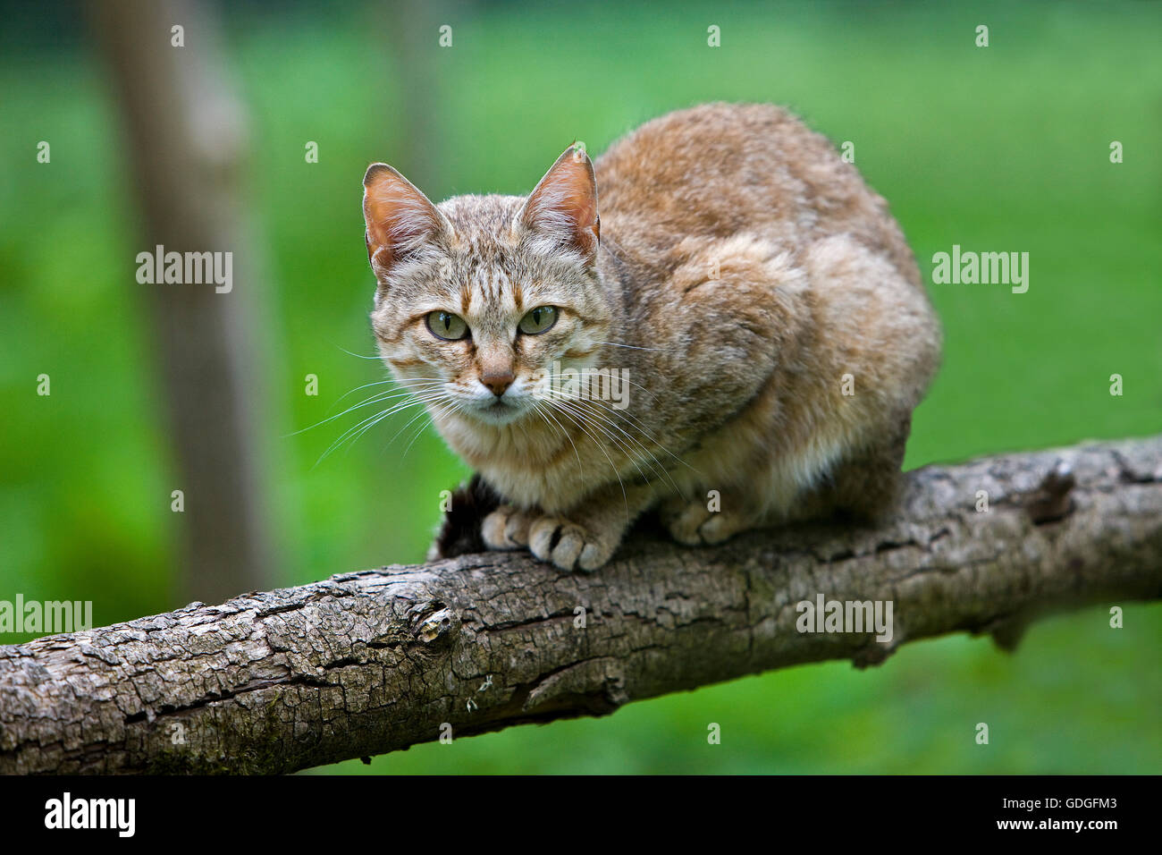 Afrikanische Wildkatze, Felis Silvestris Lybica, Erwachsene auf Ast Stockfoto