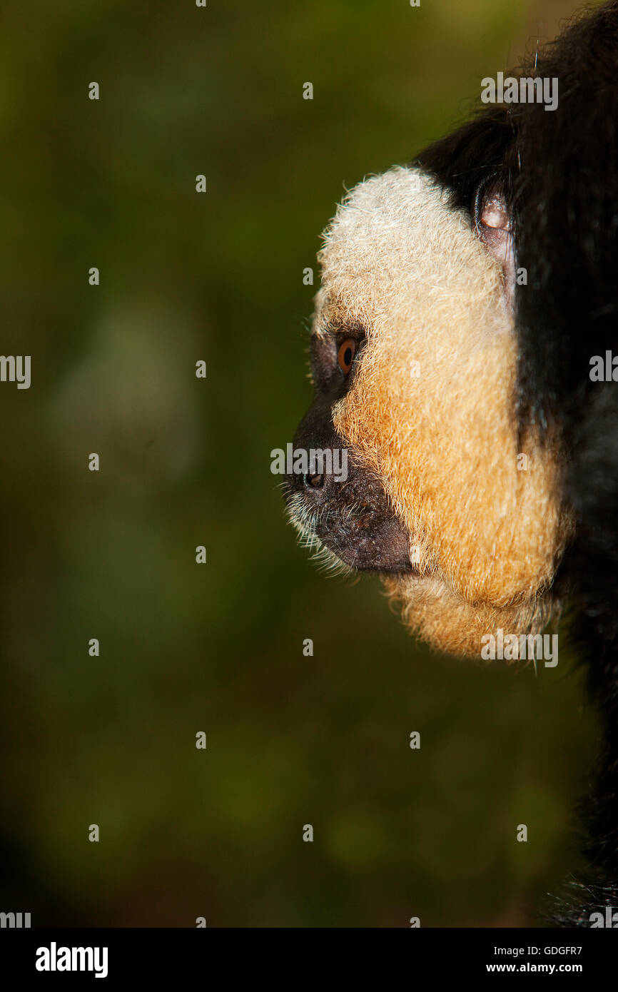 Kopf der weißen Leitung männlichen SAKI Pithecia pithecia Stockfoto