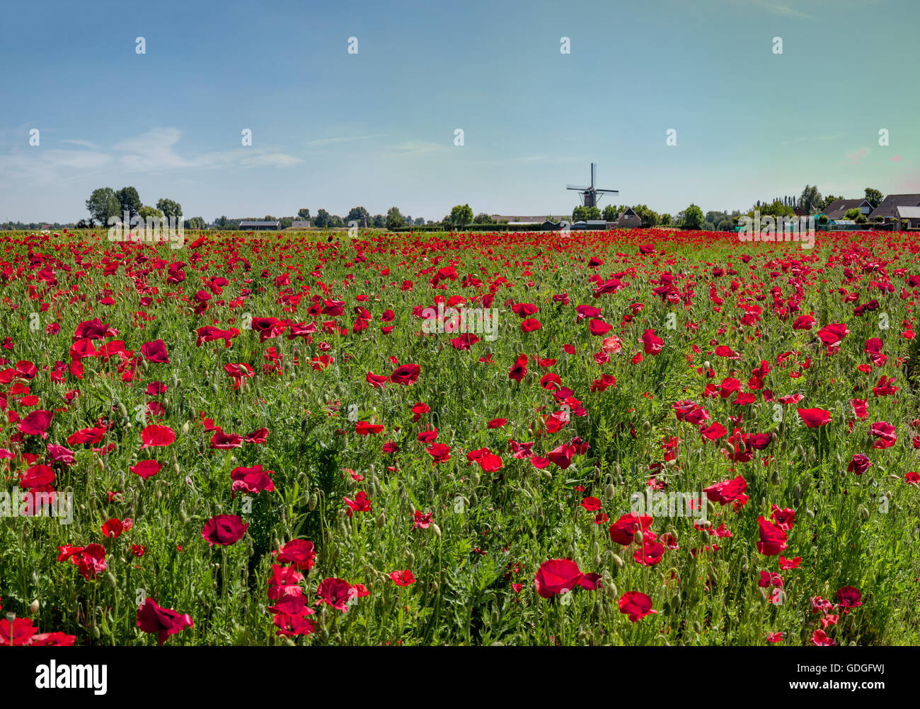 Sint-Maartensdijk, Zeeland, Feld voll mit roten Mohnblumen und die Turm-Mühle genannt De Nijverheid Stockfoto