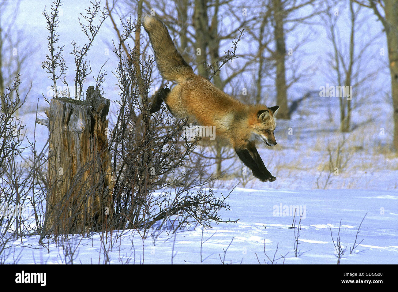 ROTFUCHS Vulpes Vulpes Sprung nach unten im Schnee, Kanada Stockfoto