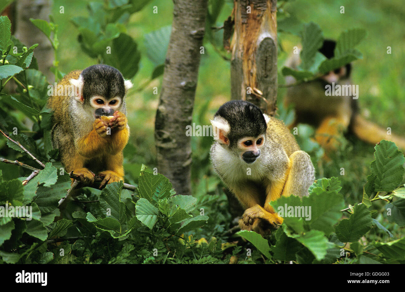 TOTENKOPFAFFEN Gruppe Saimiri Sciureus im Baum Stockfoto