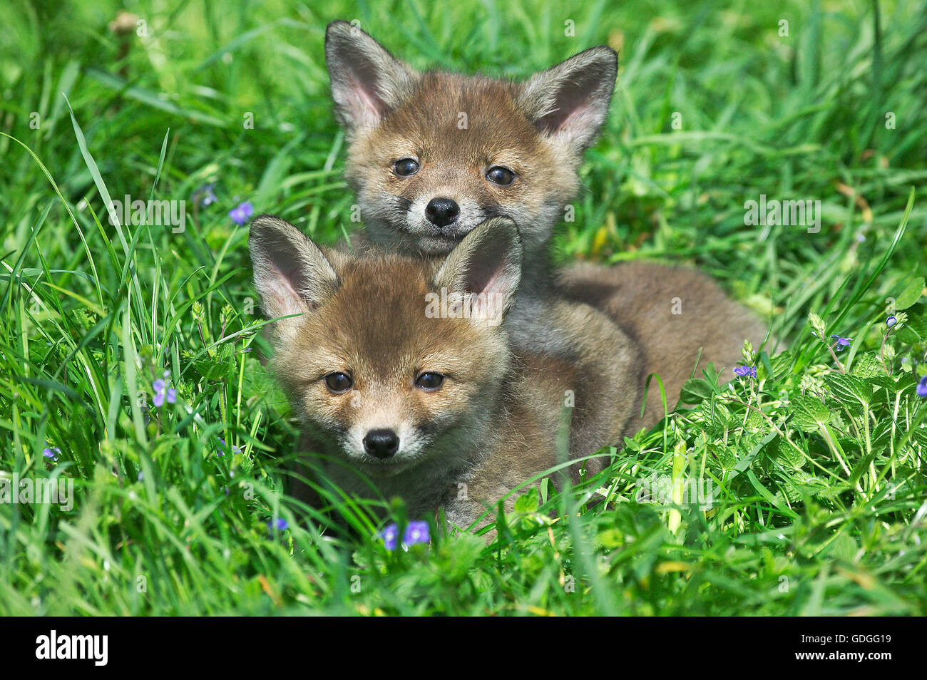 Rotfuchs Vulpes Vulpes, Pup Verlegung auf Rasen, Normandie Stockfoto