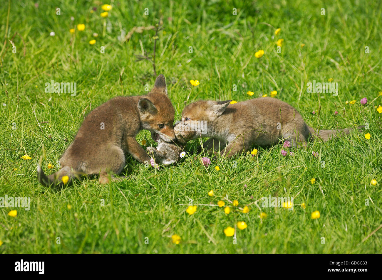 Rotfuchs Vulpes Vulpes, Pup mit einem Kill, ein junge Kaninchen, Normandie Stockfoto
