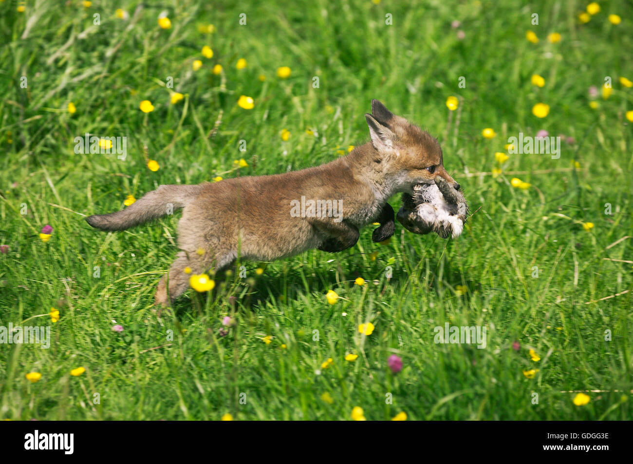 Rotfuchs Vulpes Vulpes, Pup mit einem kleinen europäischen Kaninchen in Mund, Normandie Stockfoto