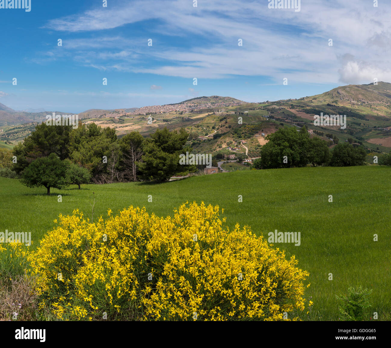 Hügelige Landschaft mit Besen in voller Blüte Stockfoto