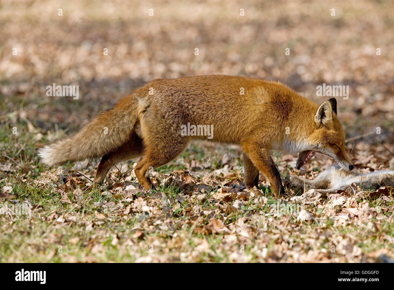 Rotfuchs Vulpes Vulpes, Männchen jagen wilde Kaninchen, Normandie Stockfoto