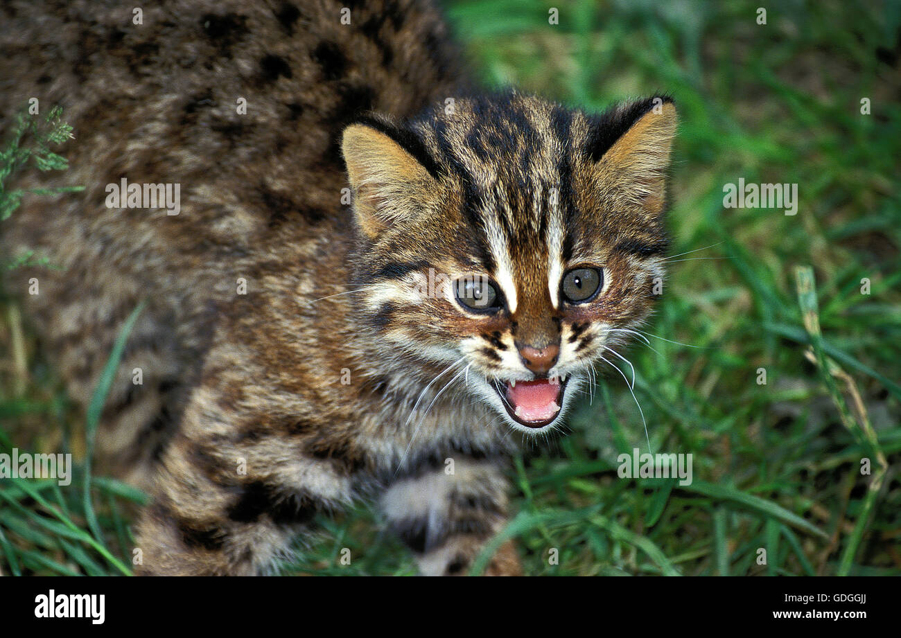 Amur Leopard Cat oder sibirischen Leopardkatze Prionailurus Bengalensis Euptilura, Cub Knurren Stockfoto