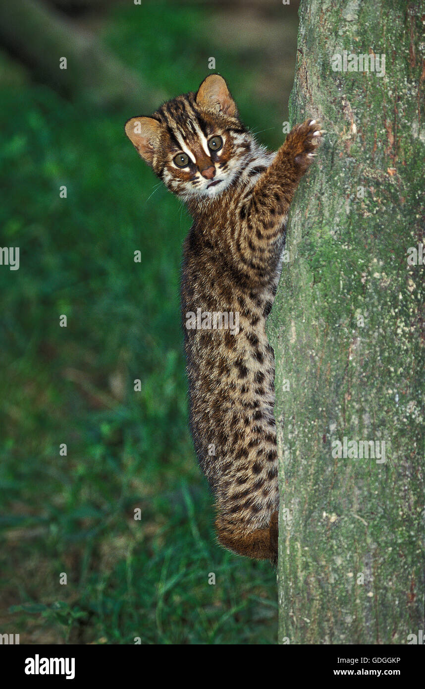 Amur Leopard Cat oder sibirischen Leopardkatze Prionailurus Bengalensis Euptilura, Cub Baumstamm Klettern Stockfoto