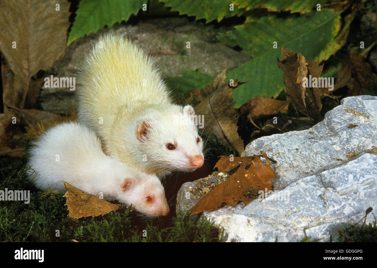 Frettchen Mustela Putorius Furo, weibliche mit YOUNG Stockfoto