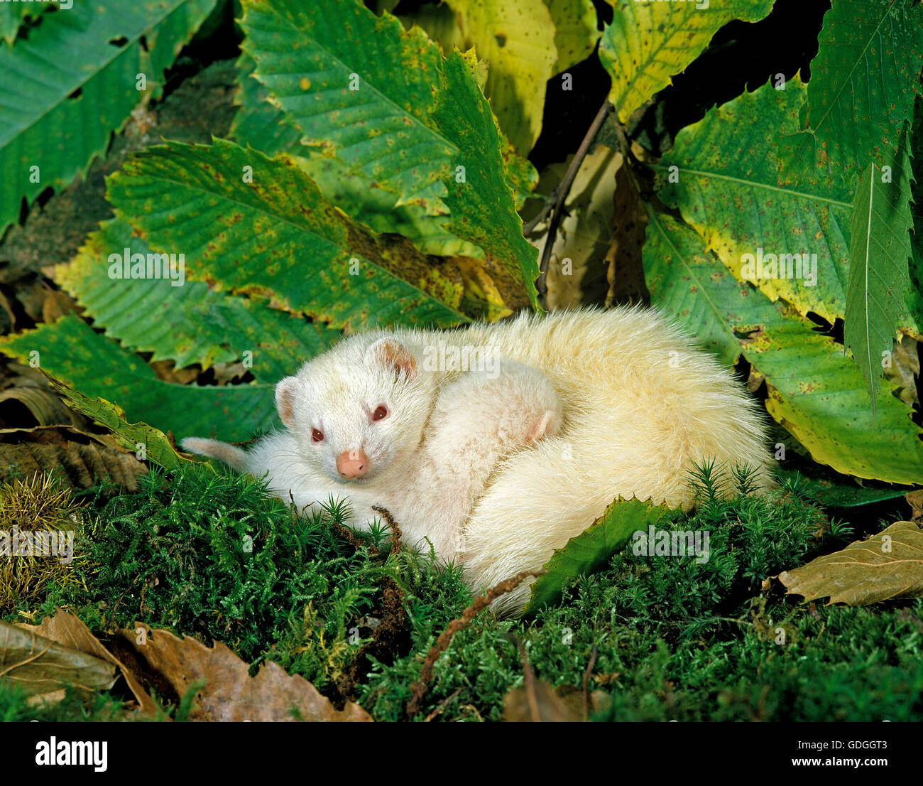 Frettchen, Mustela Putorius Furo, Mutter mit jungen Spanferkel Stockfoto