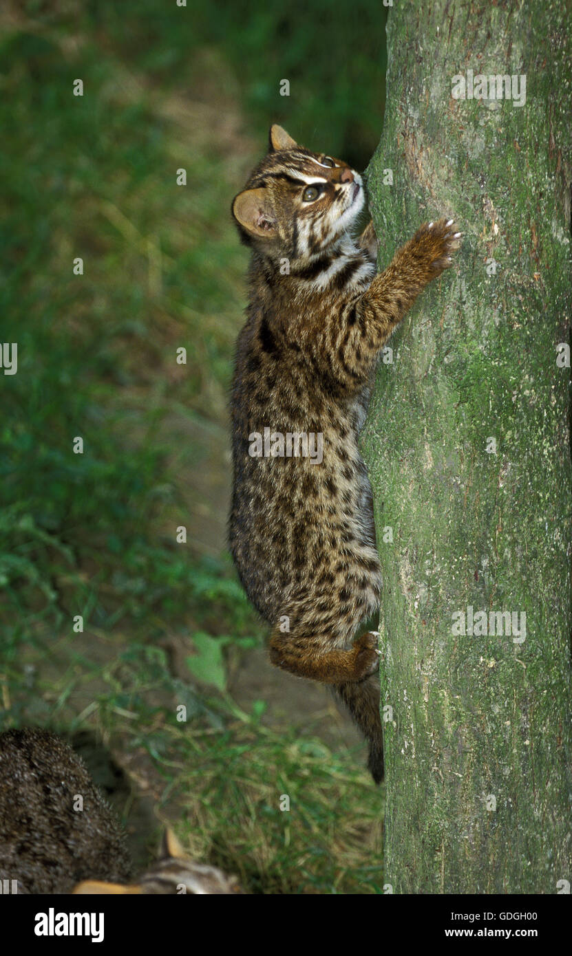 Amur Leopard Cat oder sibirischen Leopardkatze Prionailurus Bengalensis Euptilura, Young Baumstamm Klettern Stockfoto