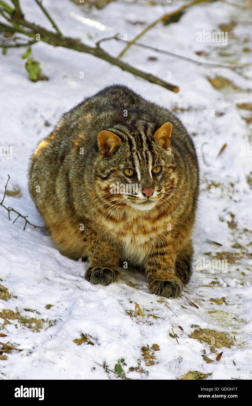 Amur Leopard Cat oder sibirischen Leopardkatze Prionailurus Bengalensis euptilura Stockfoto