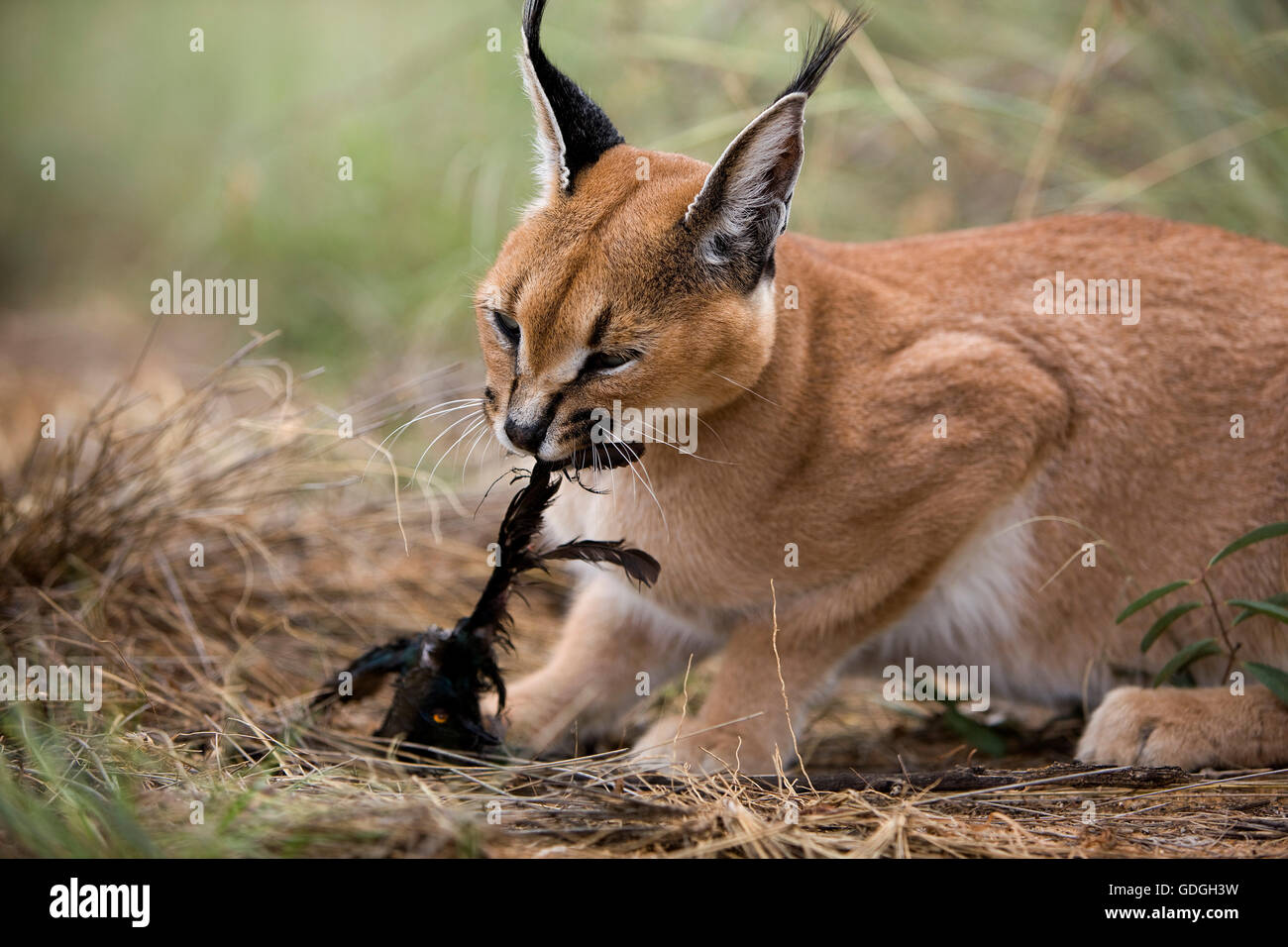 CARACAL Caracal caracal Stockfotografie Alamy