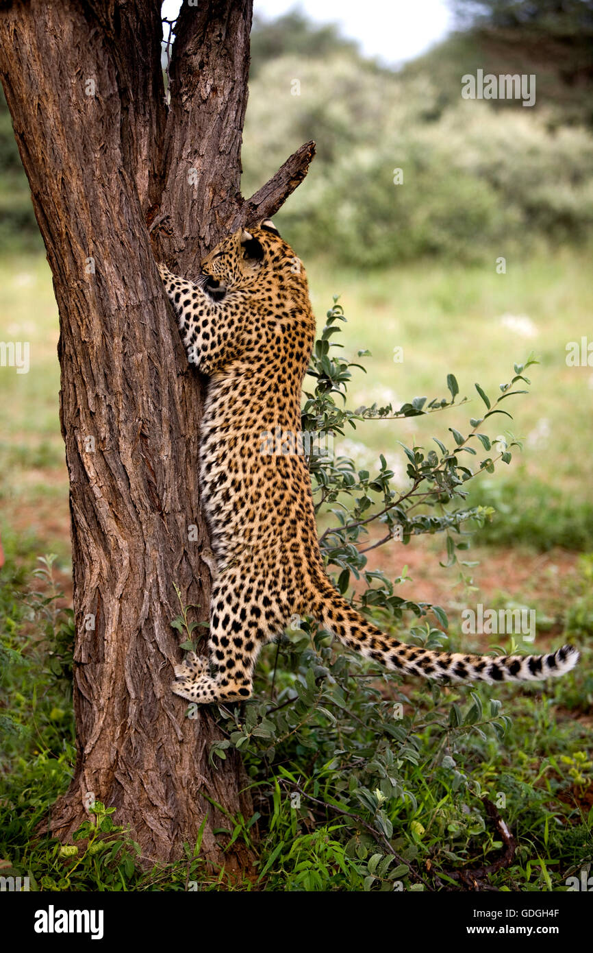 LEOPARD (4 Monate alte junge) Panthera Pardus, jungen Klettern Baumstamm Stockfoto