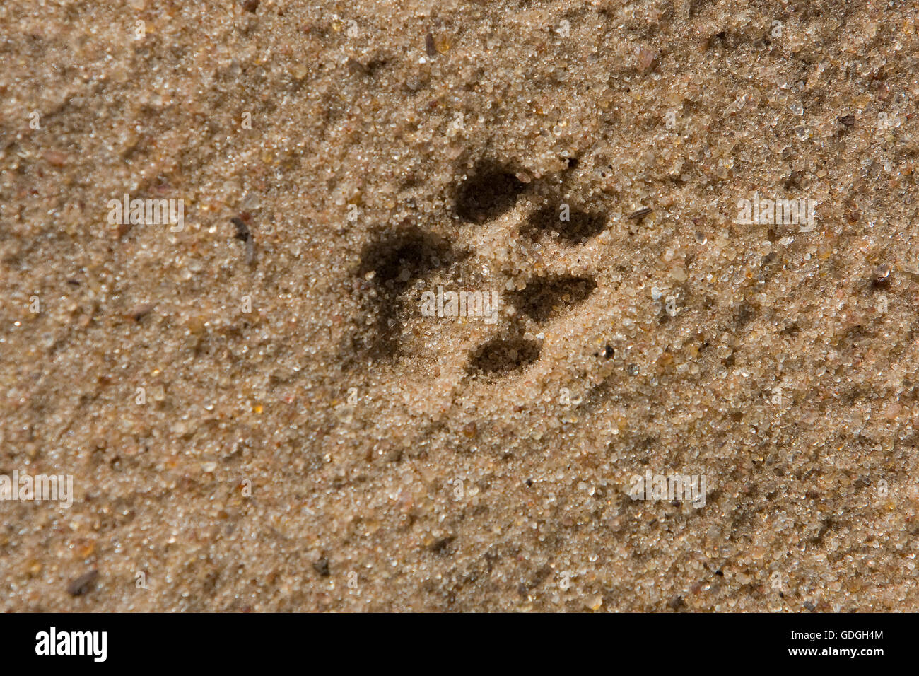 LEOPARD (4 Monate alte junge) Panthera Pardus, PAW PRINT, NAMIBIA Stockfoto