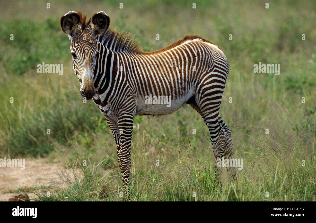 GREVY Zebra, Equus Grevyi Fohlen im Samburu Park in Kenia Stockfoto