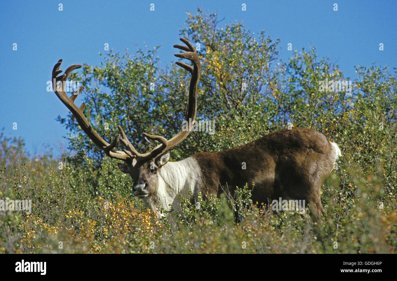 Kargen Boden Caribou, Rangifer Tarandus Arcticus, Mann mit Geweih in samt, Alaska Stockfoto