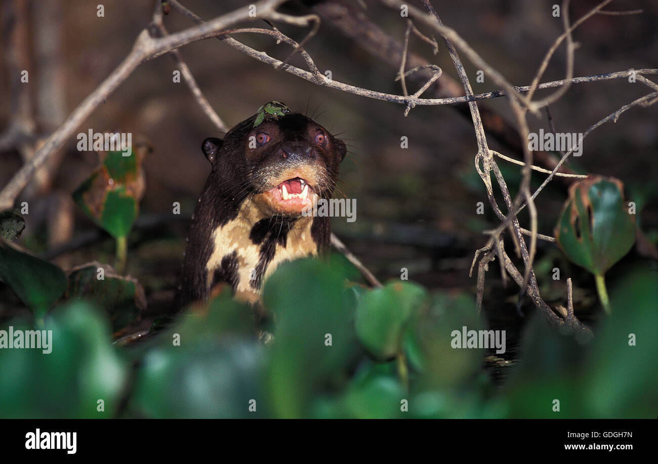 RIESENOTTER Pteronura Brasiliensis, Leiter EMERGING, PANTANAL IN Brasilien Stockfoto