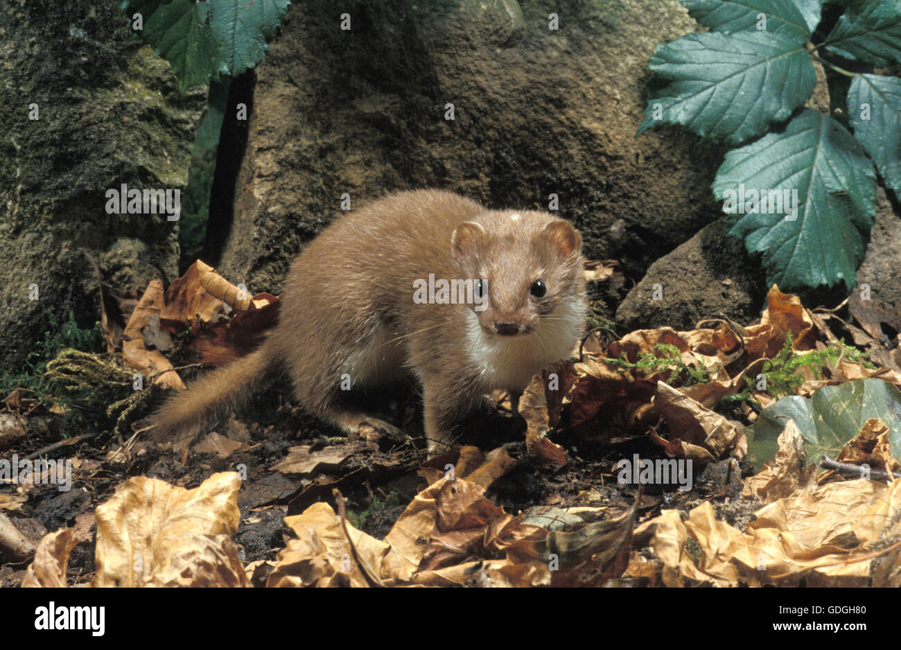 Wiesel, Mustela Nivalis, Erwachsene im trockenen Blätter, Normandie Stockfoto