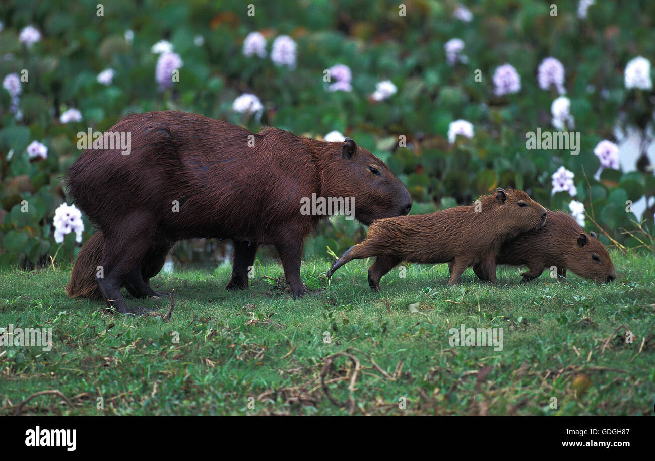 Capybara, Hydrochoerus Hydrochaeris, Weibchen mit Jungtier, Pantanal in Brasilien Stockfoto