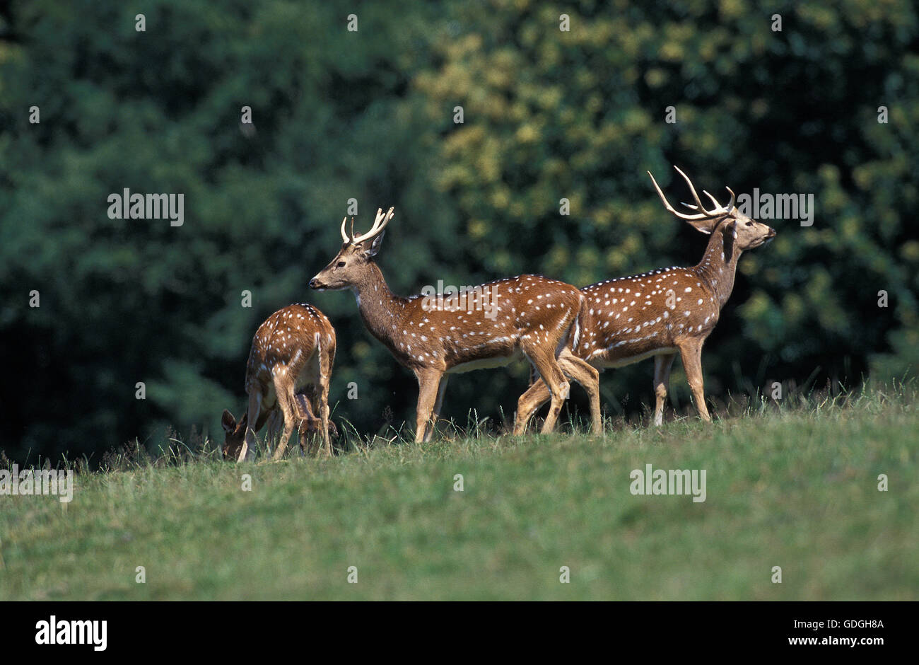 Axishirsche, Achse Achse, männlich auf Rasen Stockfoto