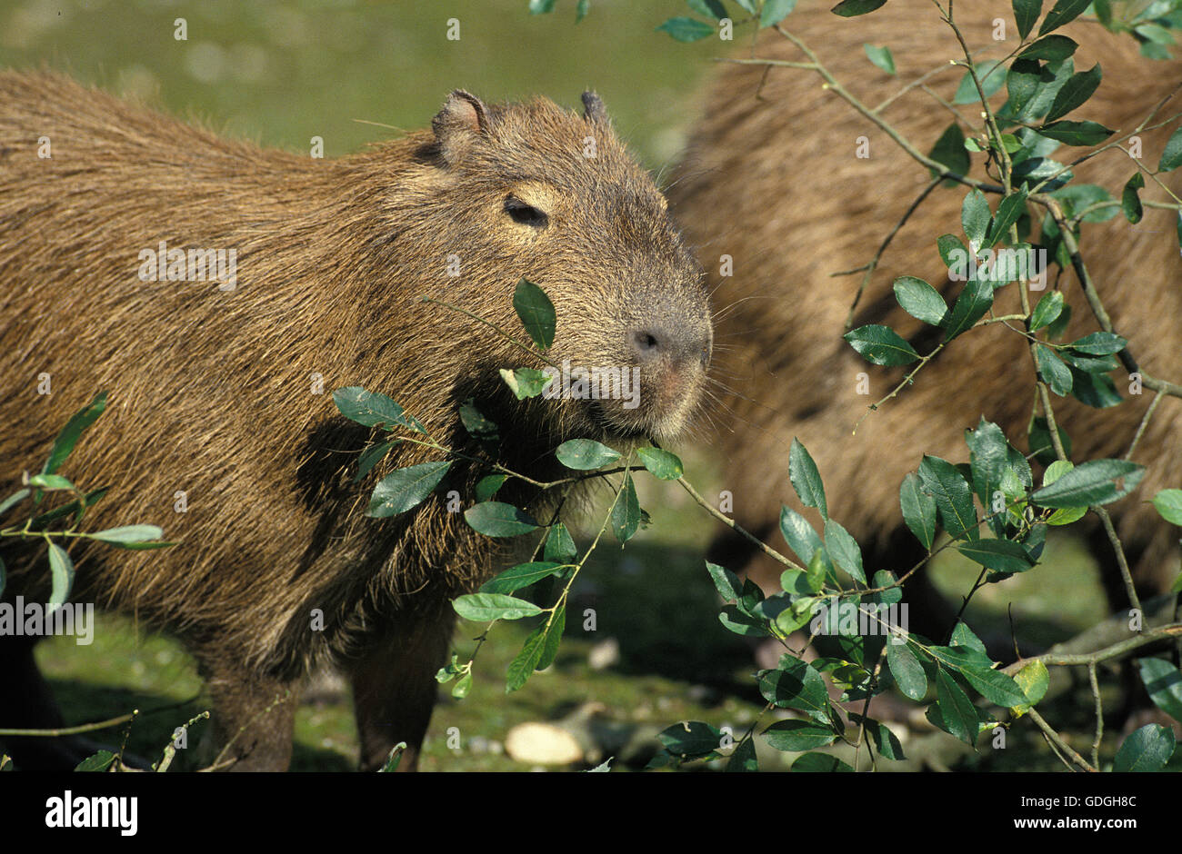 Capybara, Hydrochoerus Hydrochaeris, Erwachsene Essen verlässt, Pantanal in Brasilien Stockfoto